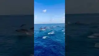 hundreds of dolphins swimming and jumping from the water #dolphin #amazing #shorts
