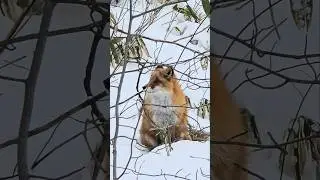 &ldquo;The moment when the snow&rsquo;s deep breath meets the fox&rsquo;s heartbeat.&rdquo; #fox #hokkaido #cute