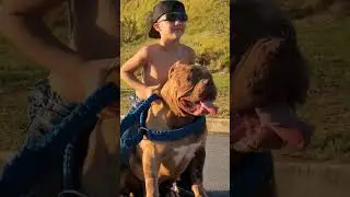 A duplinha apocal&iacute;ptica a&iacute; kkkk 🔥🦍📽📸 #pitbull #hulkpitbull #pitmonster #canilwrbbulls #pitbulls
