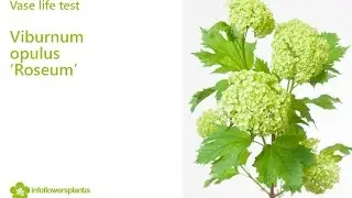 Vase life test - Viburnum opulus Roseum