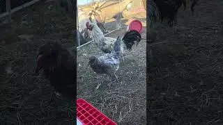 Dit is geen gewone kip&hellip; Maak kennis met de Belgische Luikse vechtkip! 🏆🐓 #fyp #GroteKippen #Boerenleven