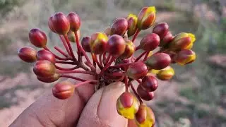 Ngày 15_1 Mời tất cả ae vào sưu tầm mai rừng búp đỏ bình thuận...@thaiphongmairungbinhthuan 