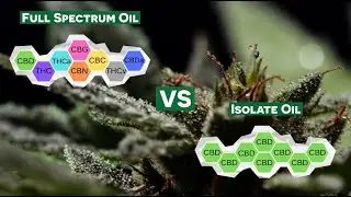 The Difference Between Full Spectrum CBD And Isolate CBD | CBD Oil Australia