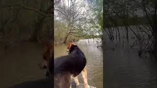 Boatdog rides the river #boatdog #swampass #ocmulgee #boat