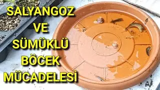 Sümüklü Böcek ve Salyangozla Mücadele