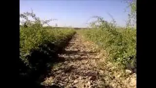 Goji Plantage Spanien (www.GojiVital.com)