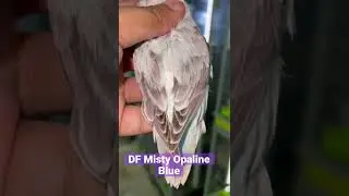 DF Misty Opaline Blue 03001720206 WhatsApp