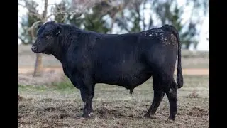 Lot 40 - Alloura Heartthrob T236