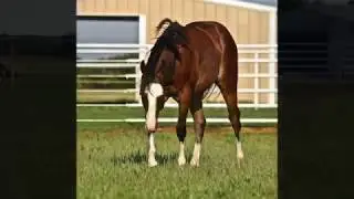 For Sale - 2016 bay rabicano colt