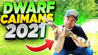 Dwarf Caiman Pet on 2021 - they’re AWESOME
