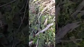 #shorts #spring #river #Giseldon #nettle #shortsvideo #surprise #corcmargo #corc #respect #reels