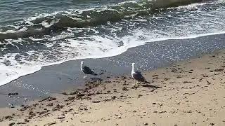 Talking to parakitt In Norwegian Crow -. Spain January 10' 2026/ Seagulls by the Ocean-Spain 