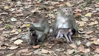 OMG sweet lovely cute baby monkey