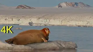 Bartrobben auf Spitzbergen  -- Bearded Seals on Svalbard