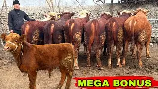 TONNA BO’LADIGON BUQALAR KELSDI ✅✅✅3 февраля 2026 г.