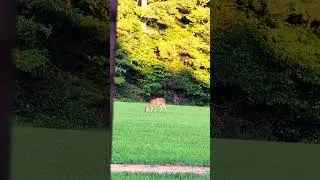 Deer Grazing