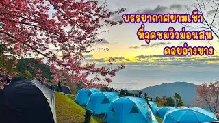 บรรยากาศยามเช้า ที่จุดชมวิวม่อนสน ดอยอ่างขาง
