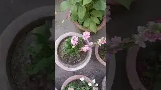growing stock flower in || how to save stock flower in summer season #garden #viral #flowers #shorts