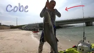 Cobia  LiveBaiting on Kayak at The World islands Dubai