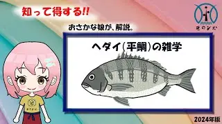 【ヘダイ（平鯛）の雑学】生態や目利きポイントなどおさかな娘が解説、 by鮮魚店 きのした生魚店(広島県東広島市西条) 2024 How to fillet