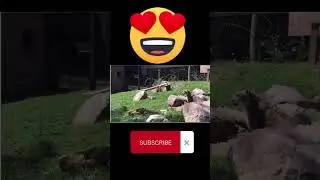 Cub scares his mother leopard😍🤩 #funny #animal #leopard