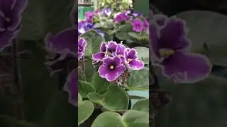 Cameron Highland's Flowers 🌷🌼🌻☘️🌵☺