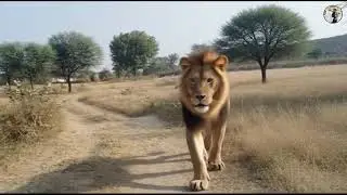 Lion Attack Boy in Forest Today 😭😭 | Lion Attack Hunter | Lion Attack Stories 2026 #lion #attack 