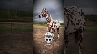 Before & After Animals Growing Up. Amazing Animal Transformation Part : 44.