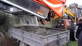 RECOLECTOR DELANTERO TURBO AGROMELCA DE ACEITUNAS EN LA GRANADELLA DESCARGANDO EL PRODUCTO