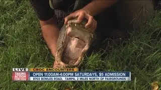 ABC Action News Weekend Edition: Croc Encounters