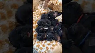 Pile of Puppies sleeping (wait for the end) #puppy #pets #funny #dogs #shorts