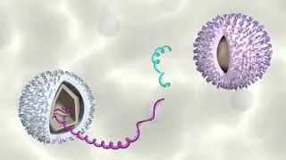 One of a Kind Chimeric PRRS Vaccine Structure | PRRSGard&reg; from Pharmgate Animal Health