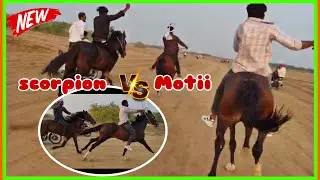 वाराही हॉर्स रेस  scorpion 🆚motti ki जबर जस्त रेस  26  | 01 | 2026 #horserace#horse#royalhorserace47