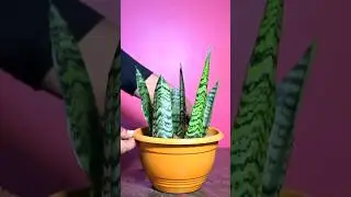 ASMR snake plant propagation in sand🪴#plants #gardening #garden #asmr #asmrsounds #asmrvideo