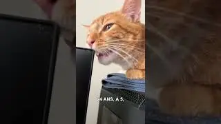 Votre chat est-il jeune ou vieux&nbsp;? D&eacute;couvrez-le en ann&eacute;es humaines.