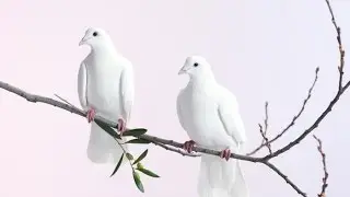 Two Doves