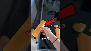 Она всегда КОРМИТ всех друзей-животных 🐶 #животное #корм #собака