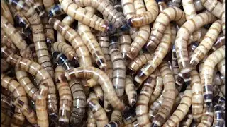 Live mealworms #shorts