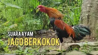 Rooster Crowing Compilation Audio Plus - Rooster crowing sounds Effect