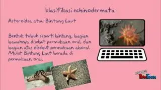 echinoidea