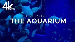 🐟 Deep Blue Aquarium | 4K Ambient Vlog for Sleep & Stress Relief 🌙