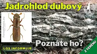 Spoznajte jadrohloda dubov&eacute;ho (Platypus cylindrus)