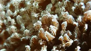 🪸 An Octocoral from the family Xeniidae - Possibly Latissimia opalia