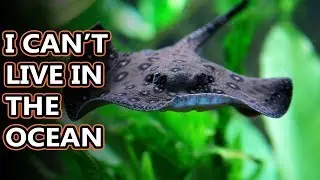 Freshwater Stingray facts: the freshest fish (I'm so sorry) | Animal Fact Files