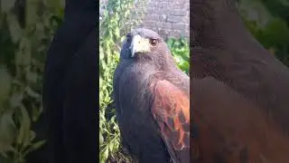 HARRIS HAWK SOUNDS