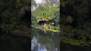 Relaxing with nature at Walt Disney World.