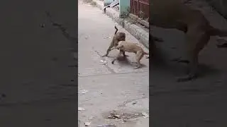 Can a monkey outsmart a dog in a fight? 🤯🐒#battleroyale #wildanimals #monkey #dog #smart #vs #animal