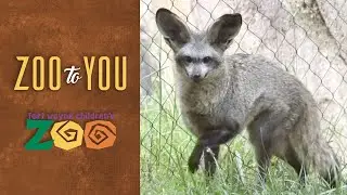 Fort Wayne Children&rsquo;s Zoo: Treat Time with Bat-Eared Foxes