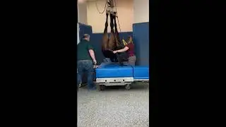 How does a horse get to the recovery room?