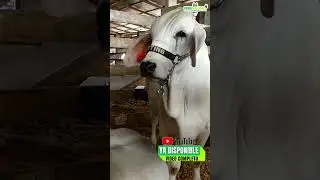 Asozeb&uacute; Per&uacute; presente en la Feria Ganadera Codo del Pozuzo
